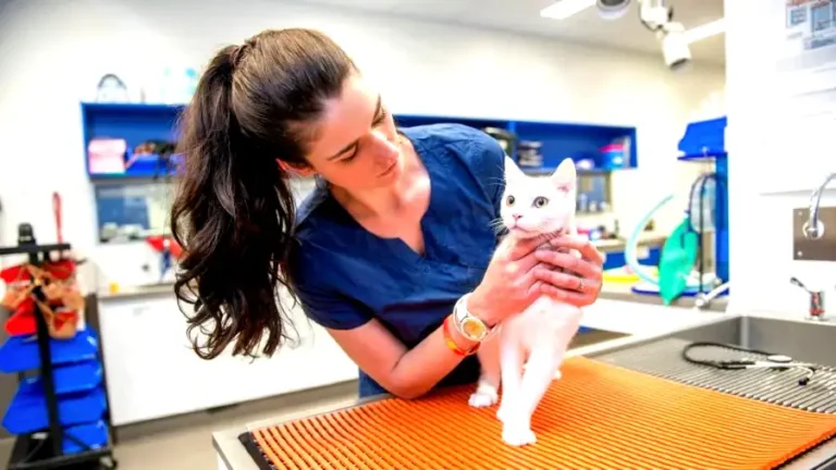 Pet insurance via Pets at Home Review [2023]