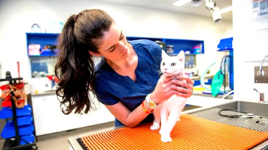 Pet insurance via Pets at Home Review [2023]