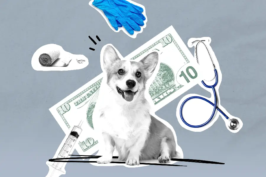 Reviews of Waggel Pet Insurance